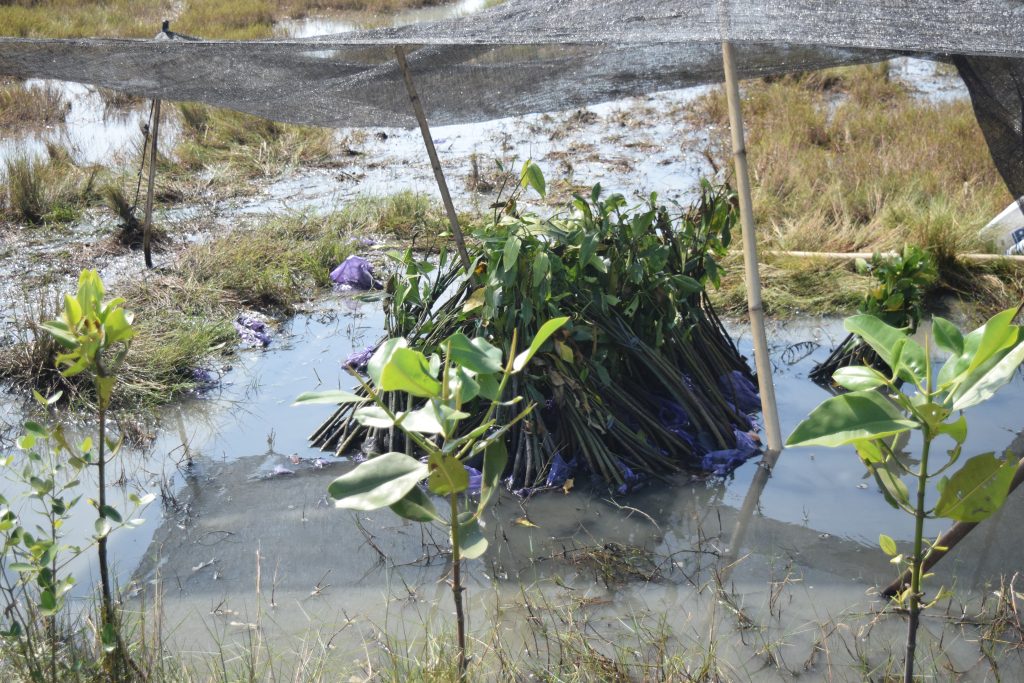 Kegiatan penanaman mangrove di Desa Limbangan mendapat dukungan dan partisipasi dari berbagai pihak, termasuk CDK V, Polsek Ulujami, KKN (Kuliah Kerja Nyata) Undip, dan komunitas lingkungan setempat.